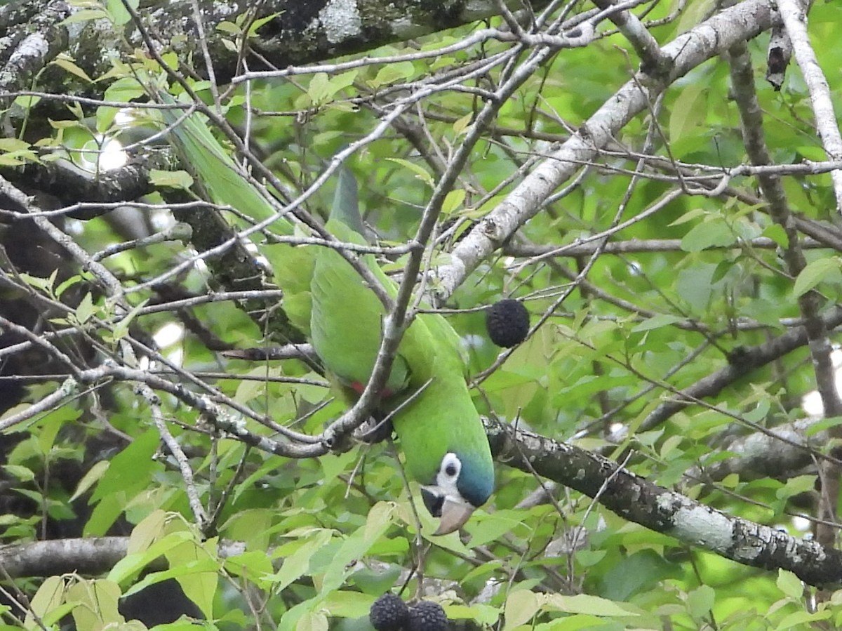 Red-shouldered Macaw - ML609792164