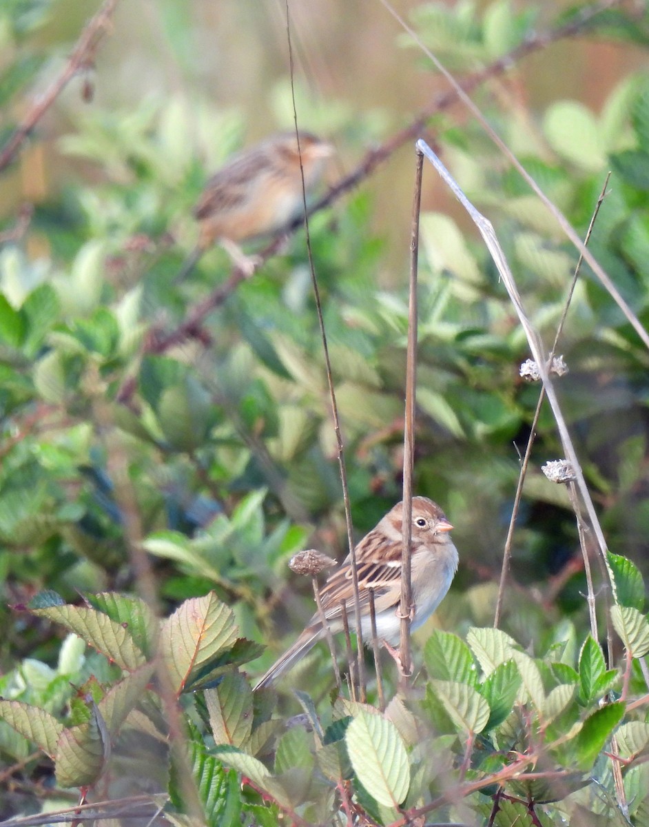 Field Sparrow - ML609792165