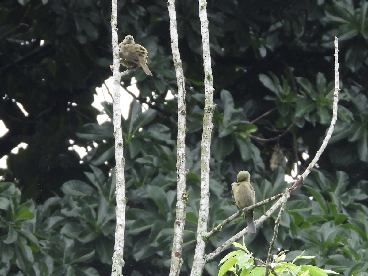 Palm Tanager - ML609792169