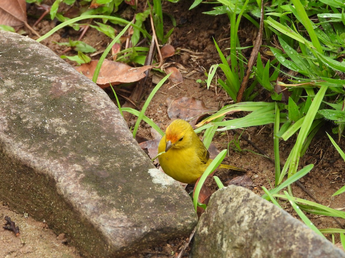 Saffron Finch - ML609792172