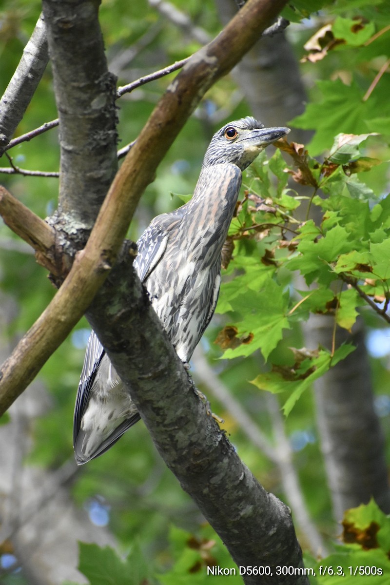 Yellow-crowned Night Heron - ML609792209