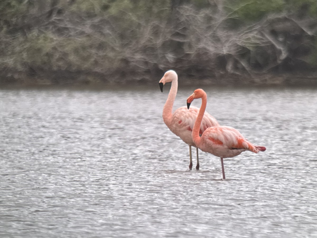 Chilean Flamingo - ML609792285