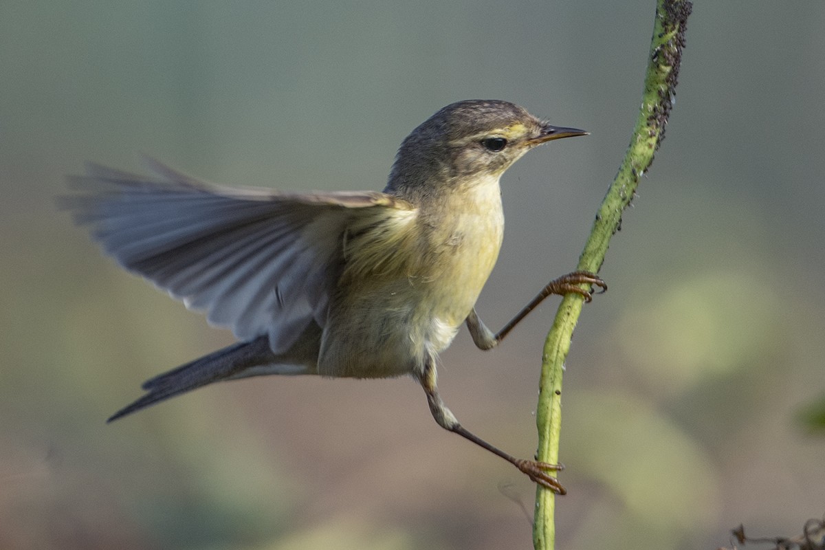 Luì grosso - ML609792325