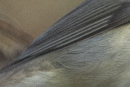 Luì grosso - ML609792326