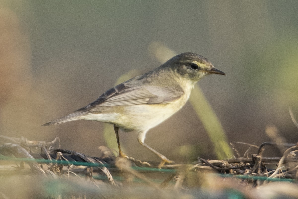 Luì grosso - ML609792327