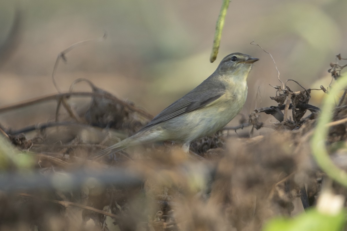 Luì grosso - ML609792328