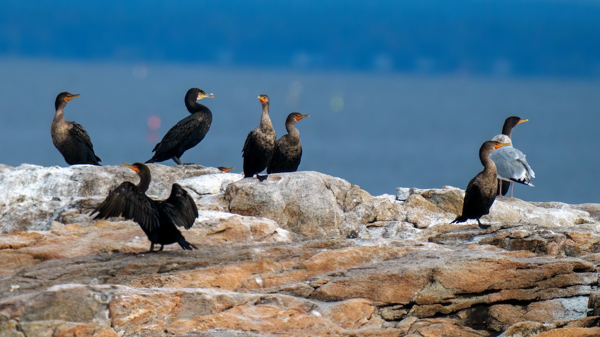 Cormoran à aigrettes - ML609792329