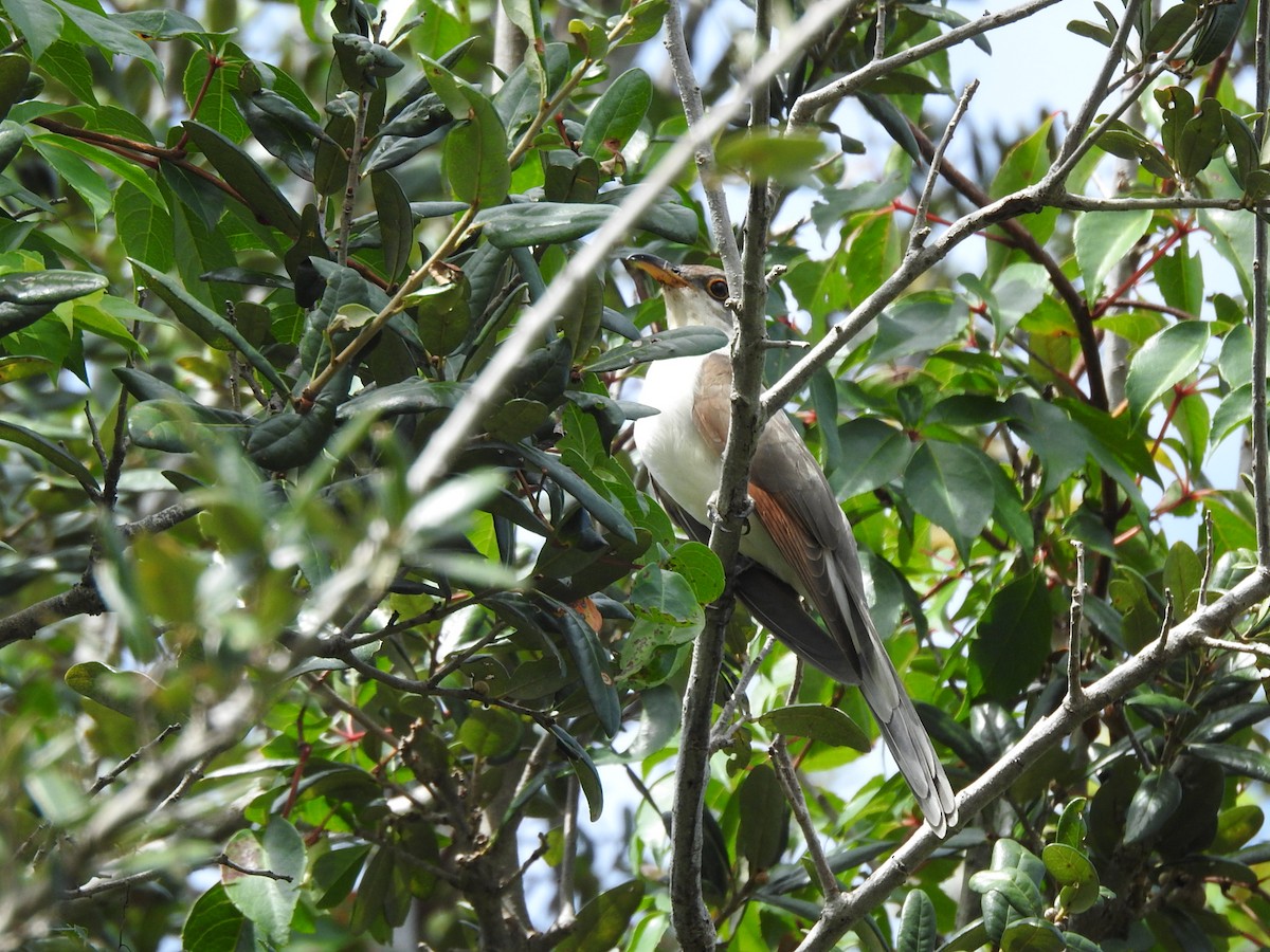 Yellow-billed Cuckoo - ML609792385