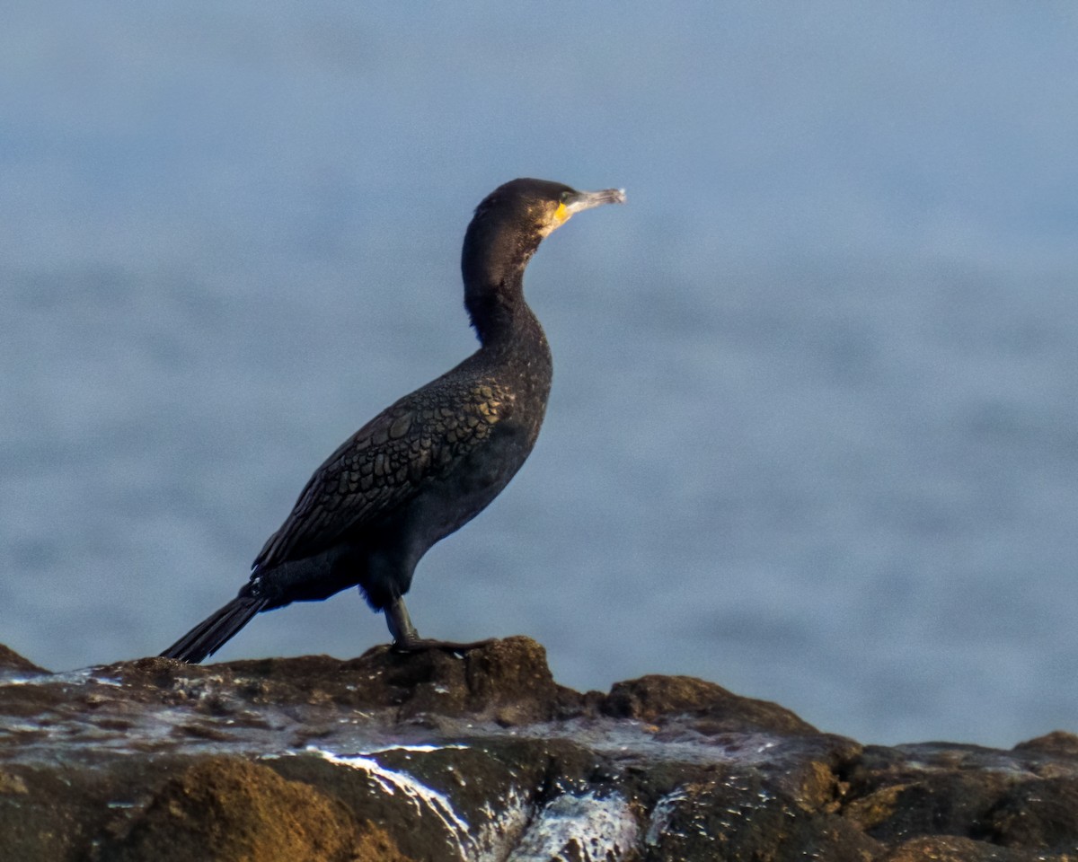 Great Cormorant - ML609792415