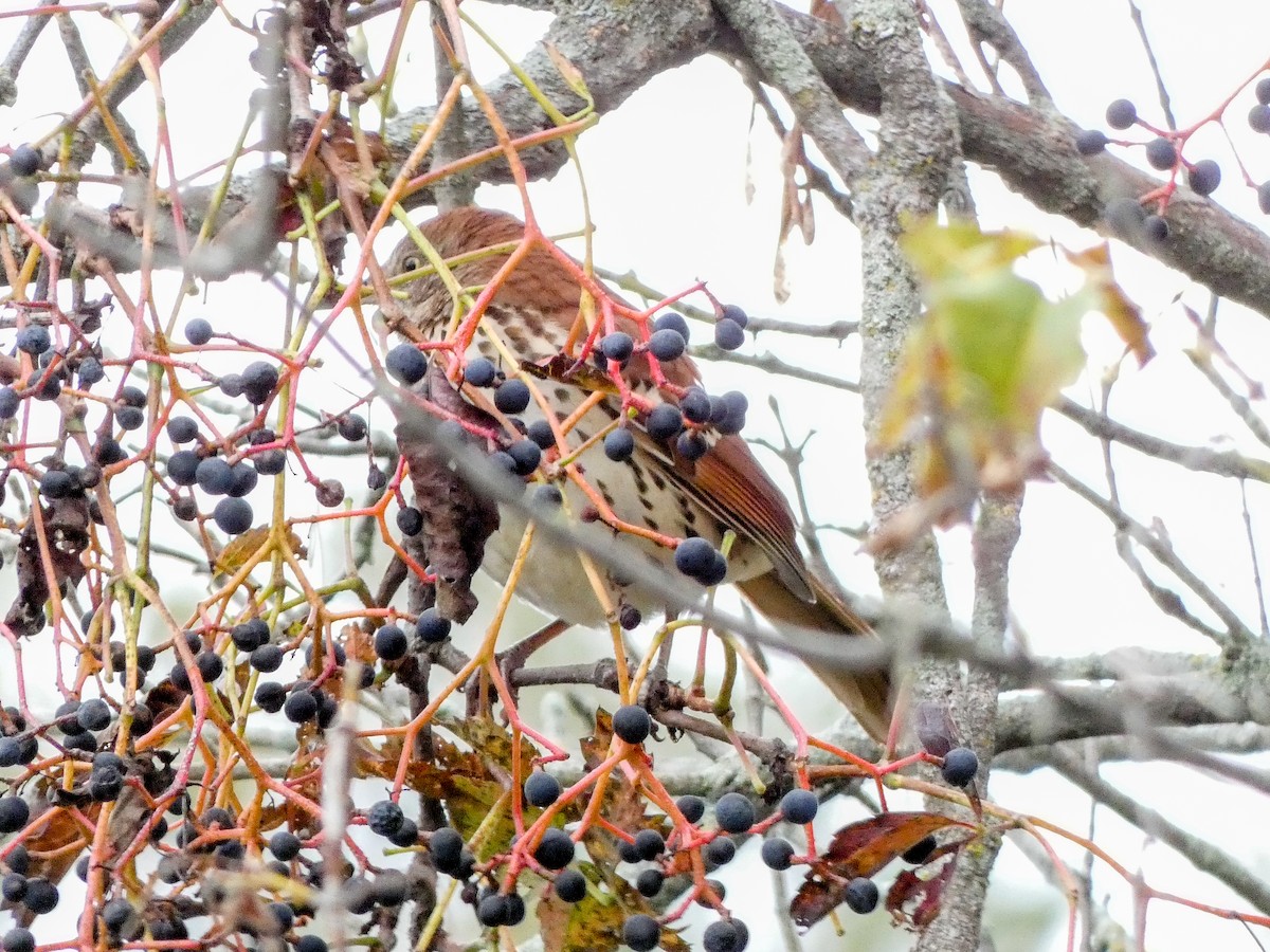 Brown Thrasher - ML609792416