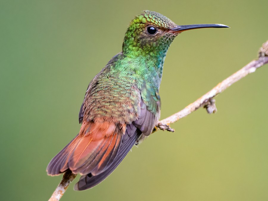 Rufous tailed Hummingbird EBird