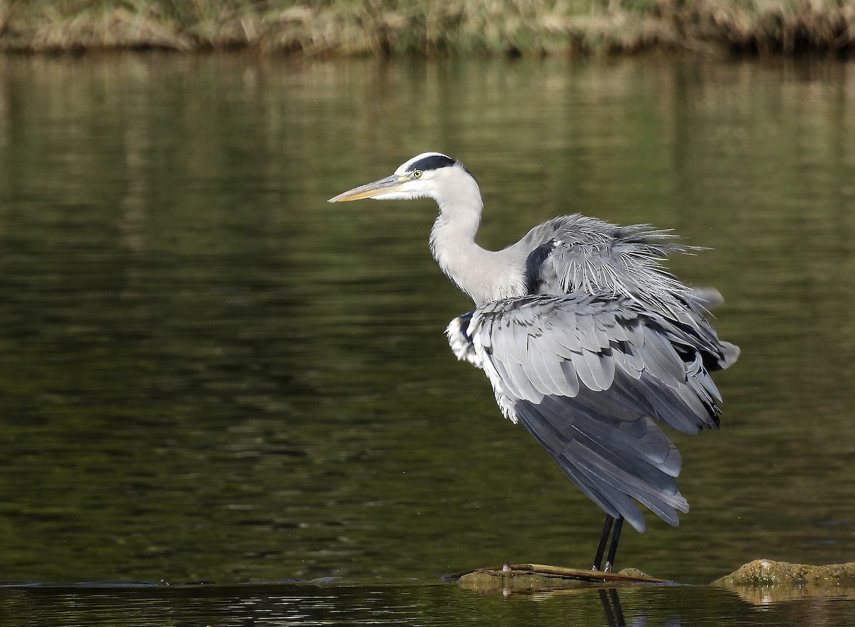 Gray Heron - Alfonso Rodrigo