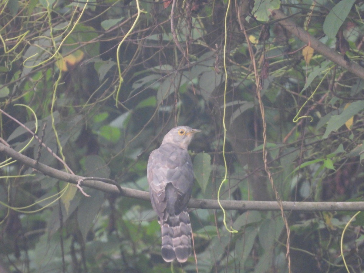 Common Hawk-Cuckoo - Hakimuddin F Saify