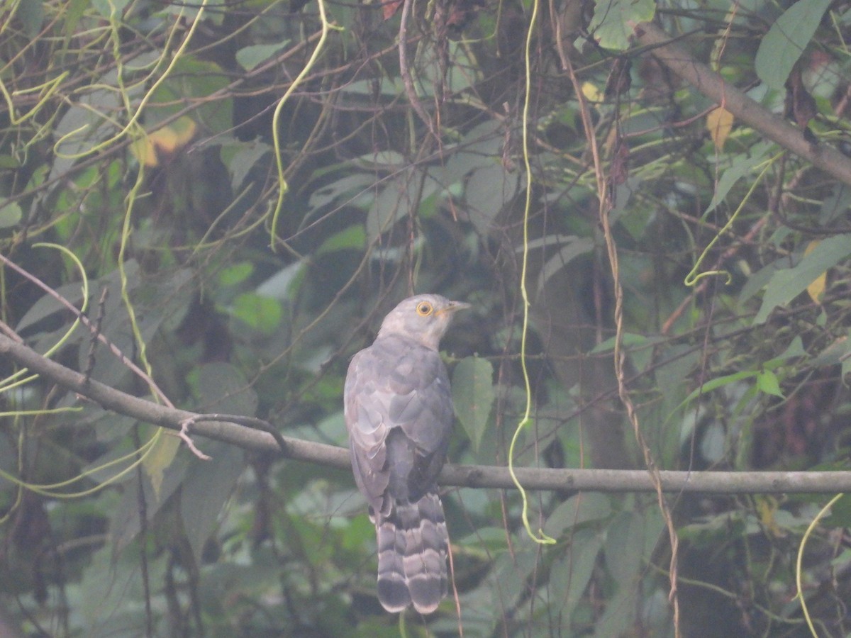 Common Hawk-Cuckoo - ML609792555