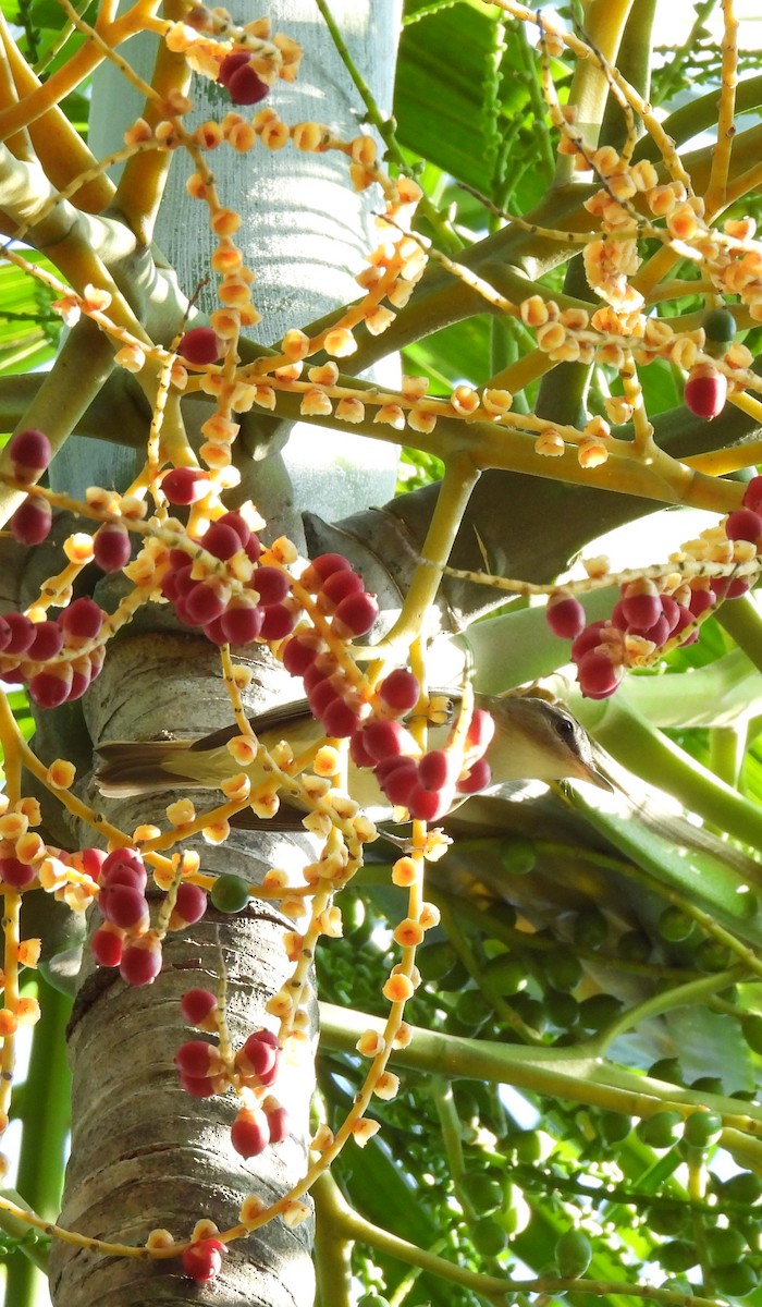 Red-eyed Vireo - ML609792666