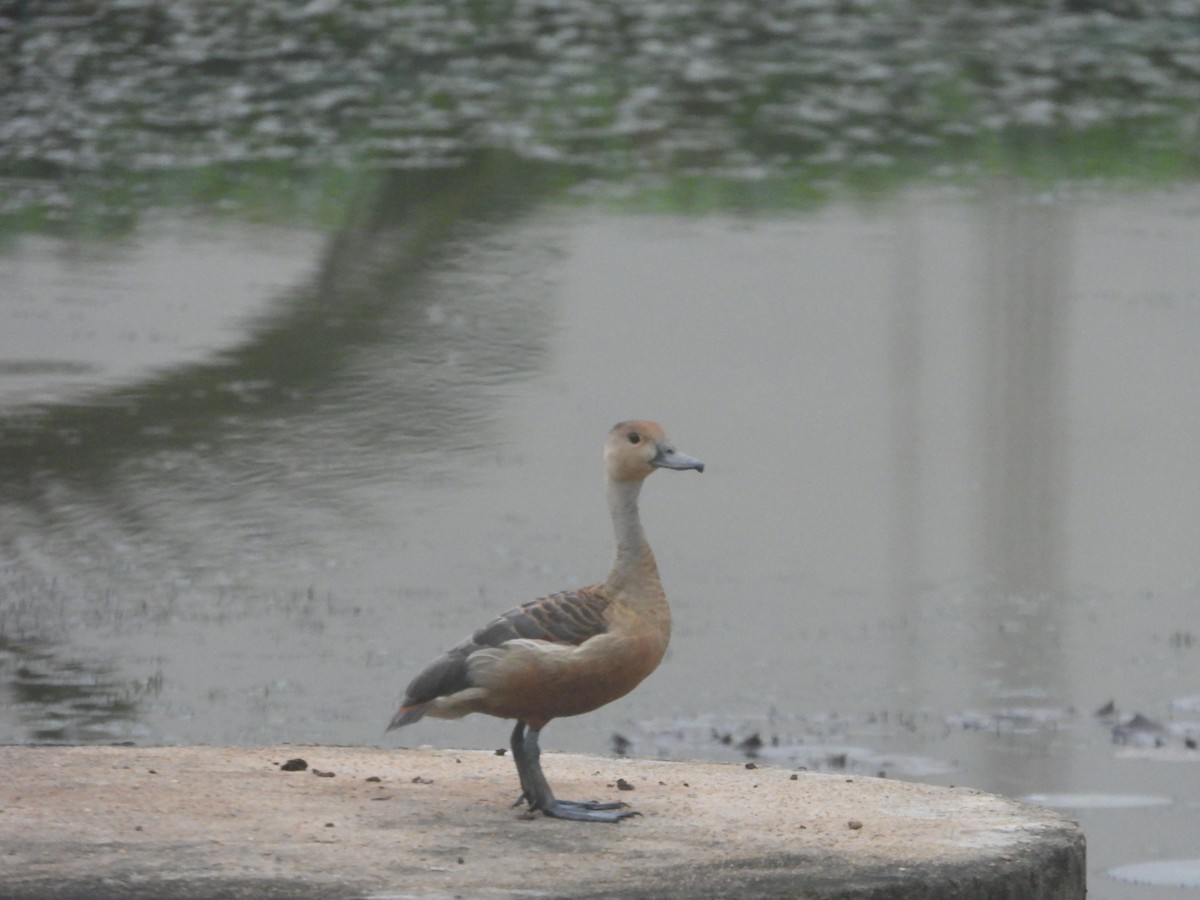 Lesser Whistling-Duck - ML609792672