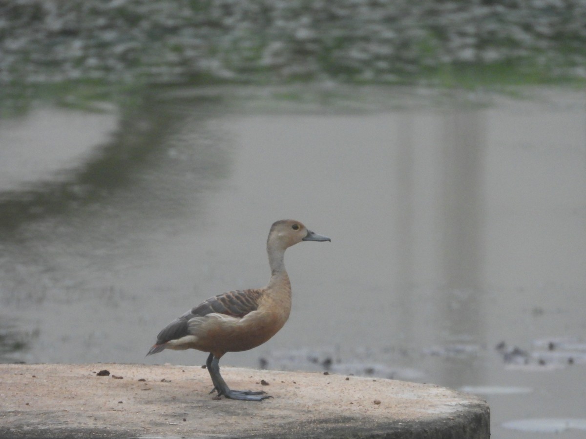 Lesser Whistling-Duck - ML609792674