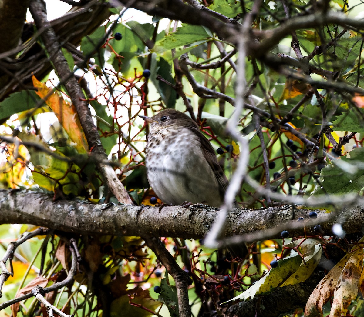 Gray-cheeked Thrush - ML609792689