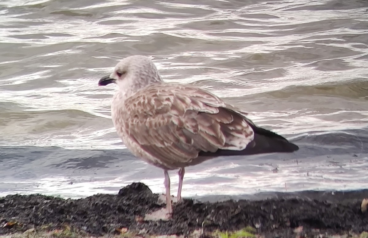 Gaviota Sombría - ML609792709