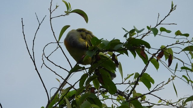 Orange-breasted Green-Pigeon - ML609792743