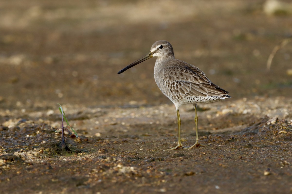 Long-billed Dowitcher - ML609792782