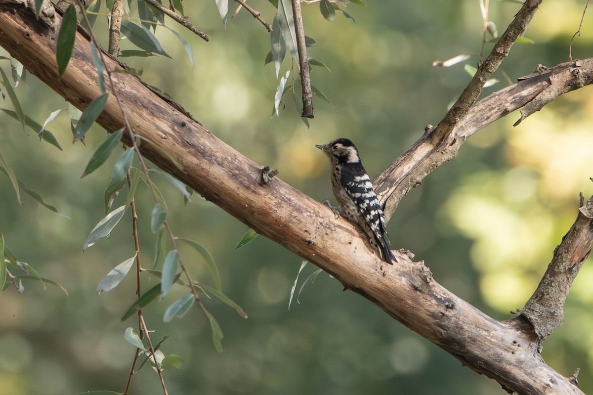 Lesser Spotted Woodpecker - ML609792810
