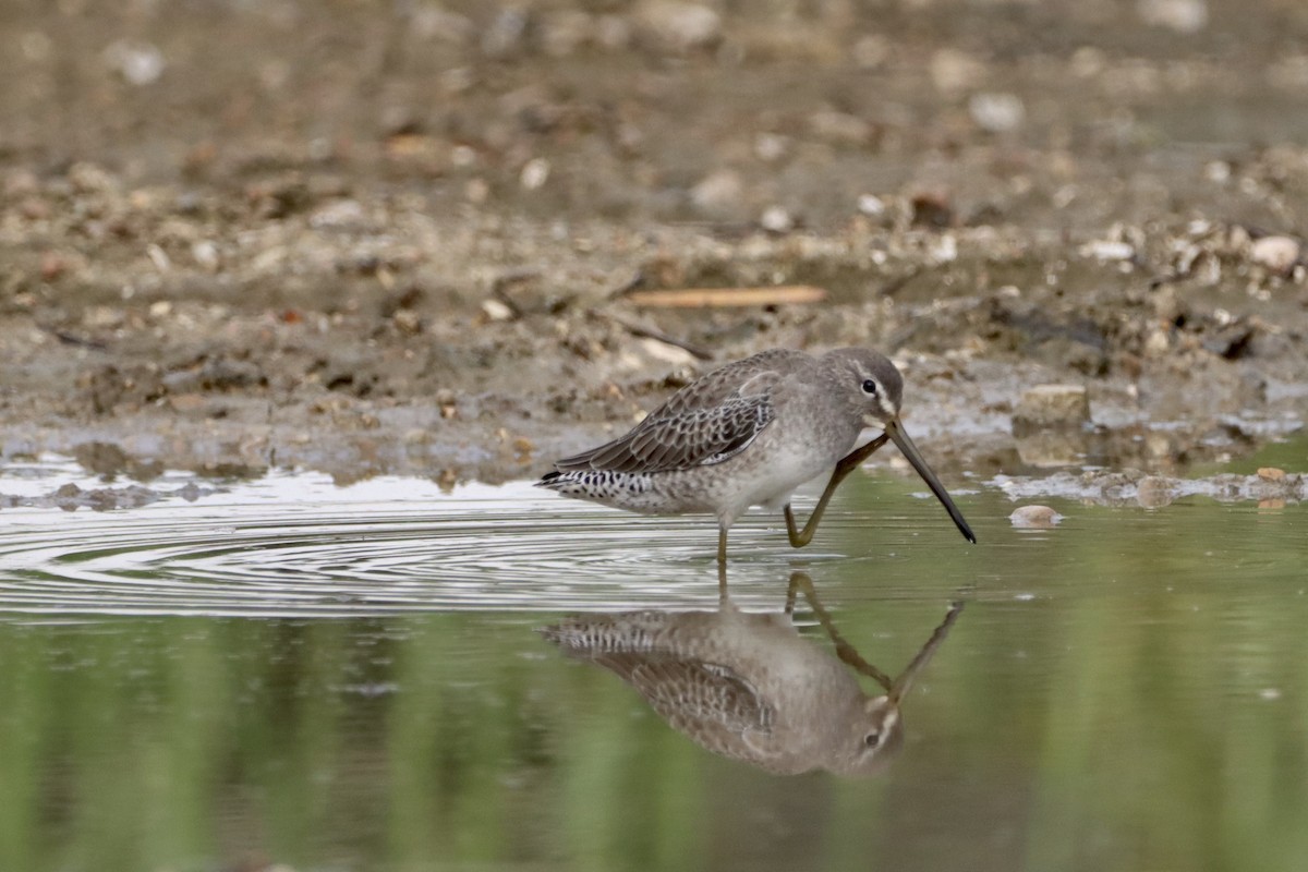 Long-billed Dowitcher - ML609792812