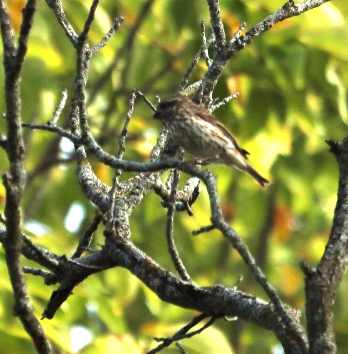 Purple Finch - Bob Andrini