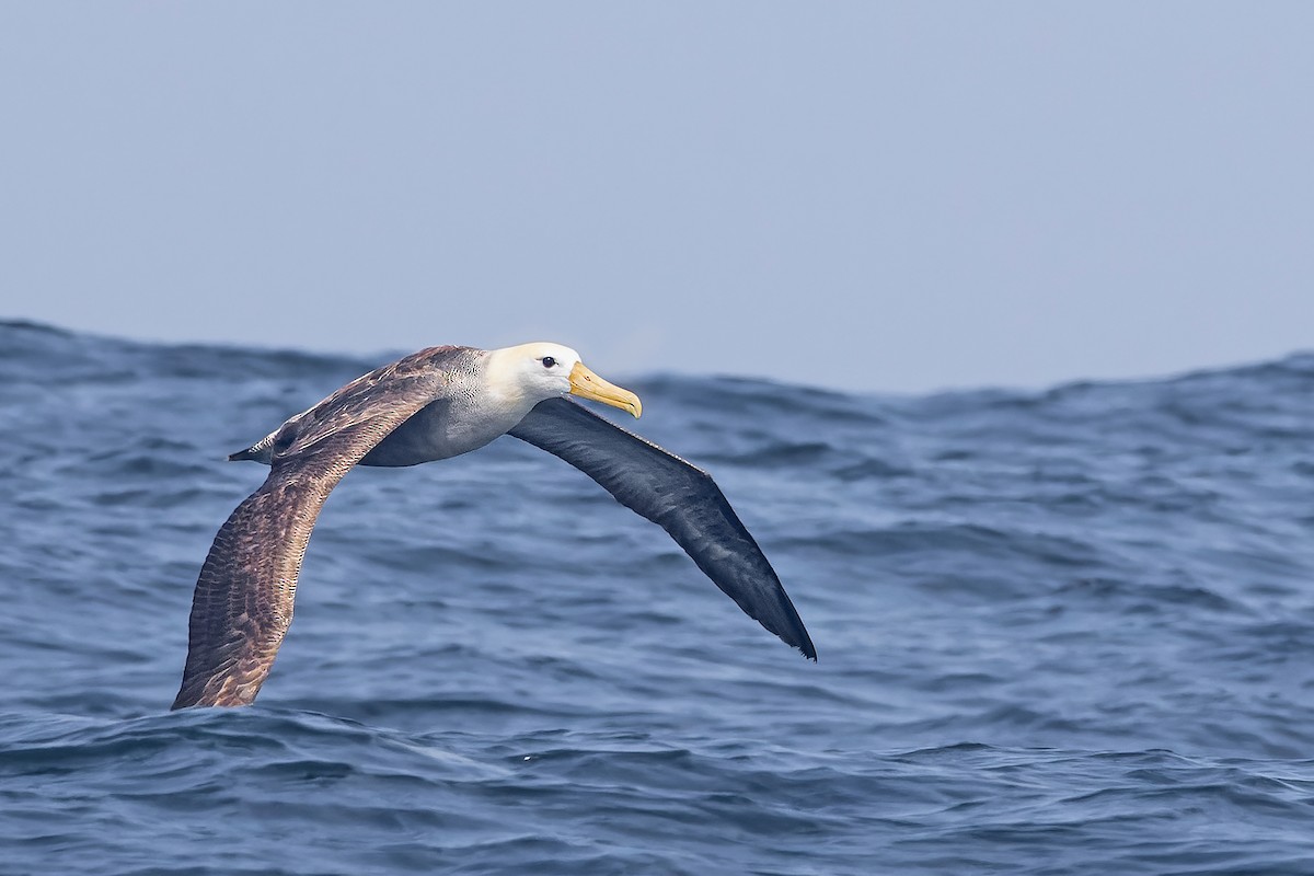Waved Albatross - ML609792828