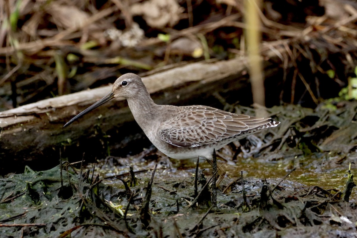 Long-billed Dowitcher - ML609793143