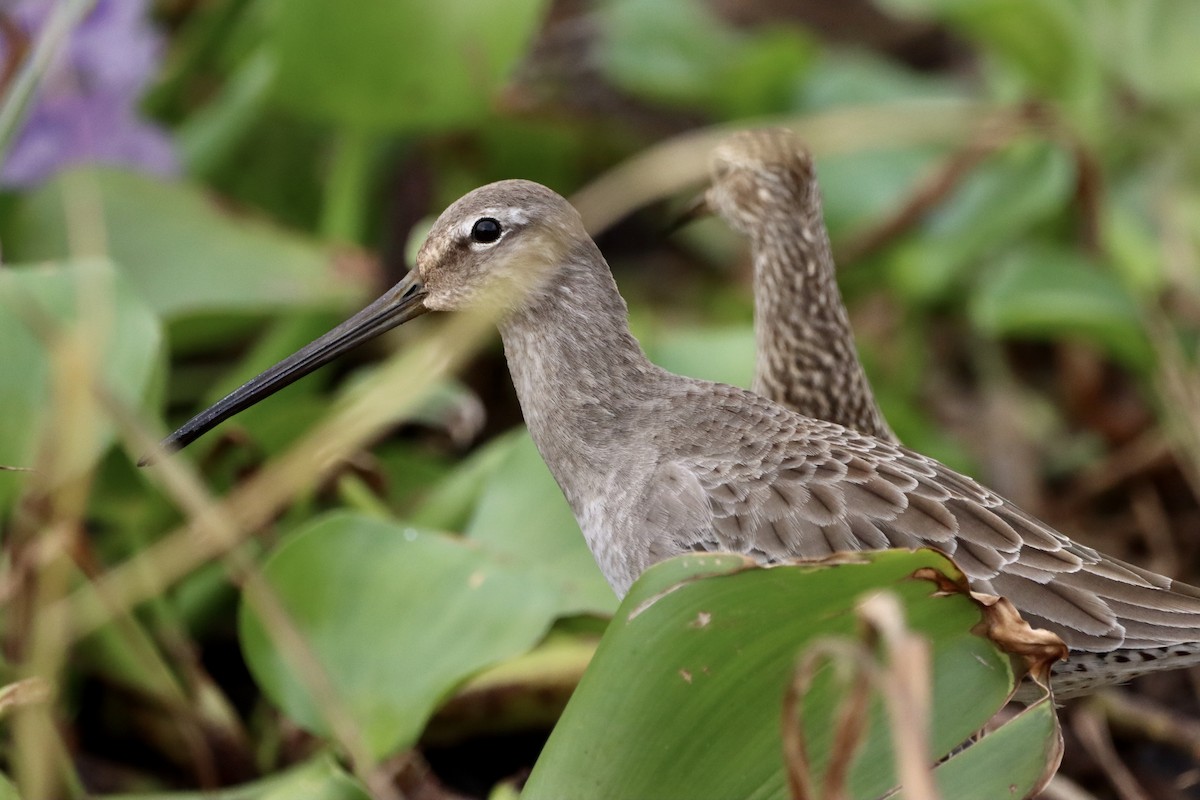 Long-billed Dowitcher - ML609793144