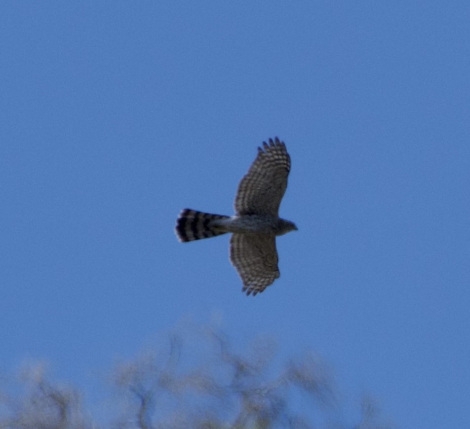 Cooper's Hawk - ML609793194