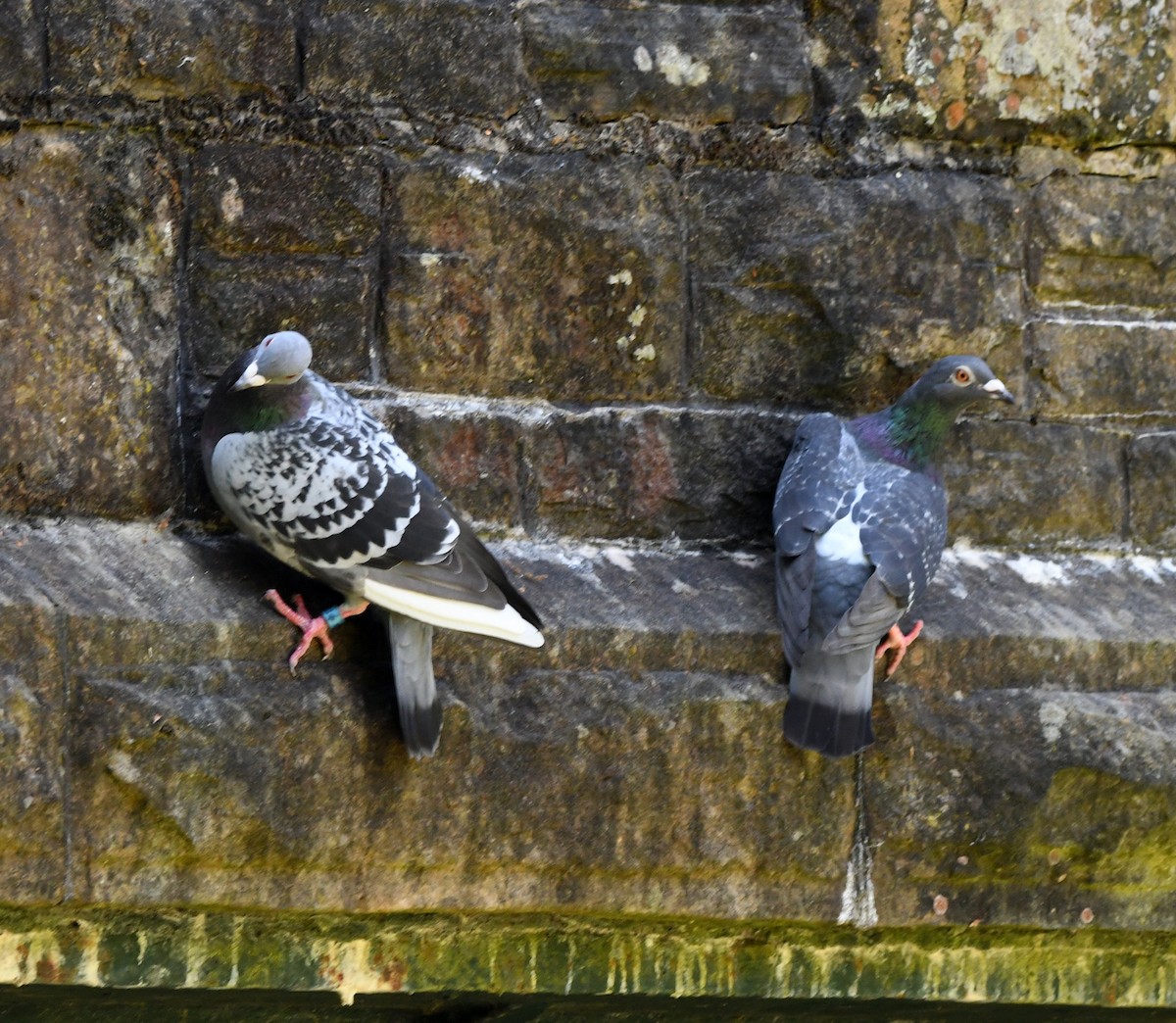 Rock Pigeon (Feral Pigeon) - ML609793222