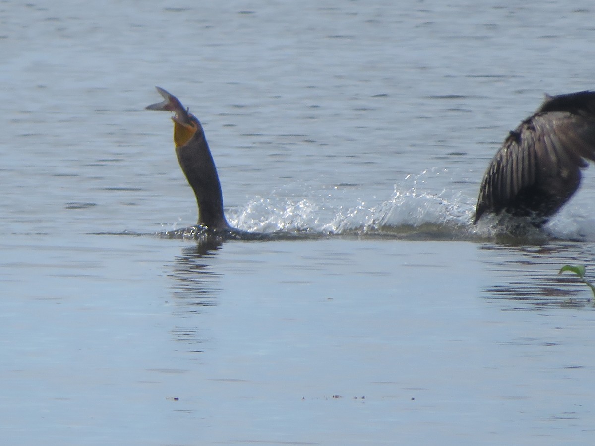 Double-crested Cormorant - ML609793270