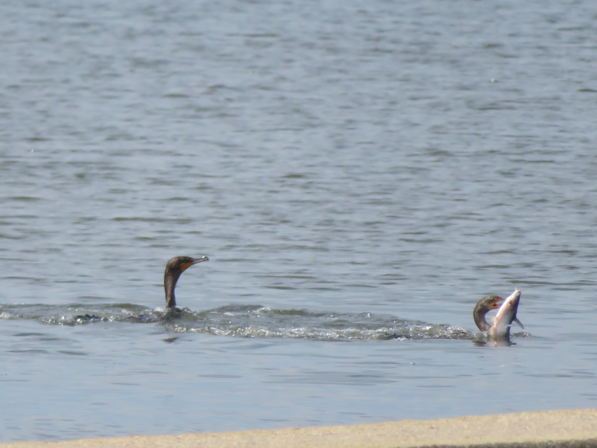 Double-crested Cormorant - WARREN MENDENHALL