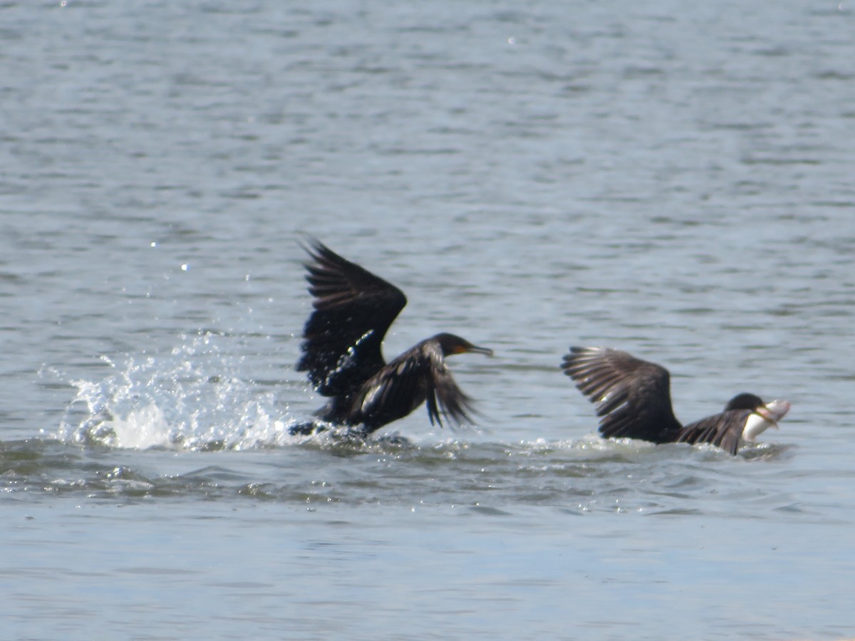 Double-crested Cormorant - WARREN MENDENHALL