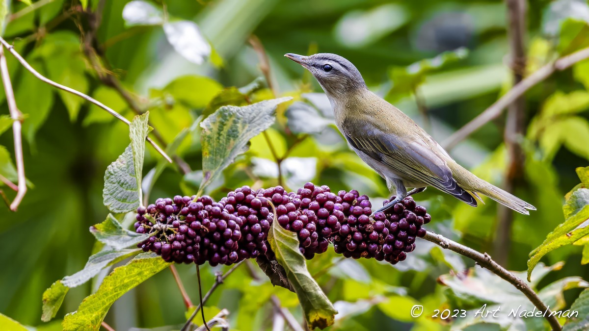 Red-eyed Vireo - ML609793276