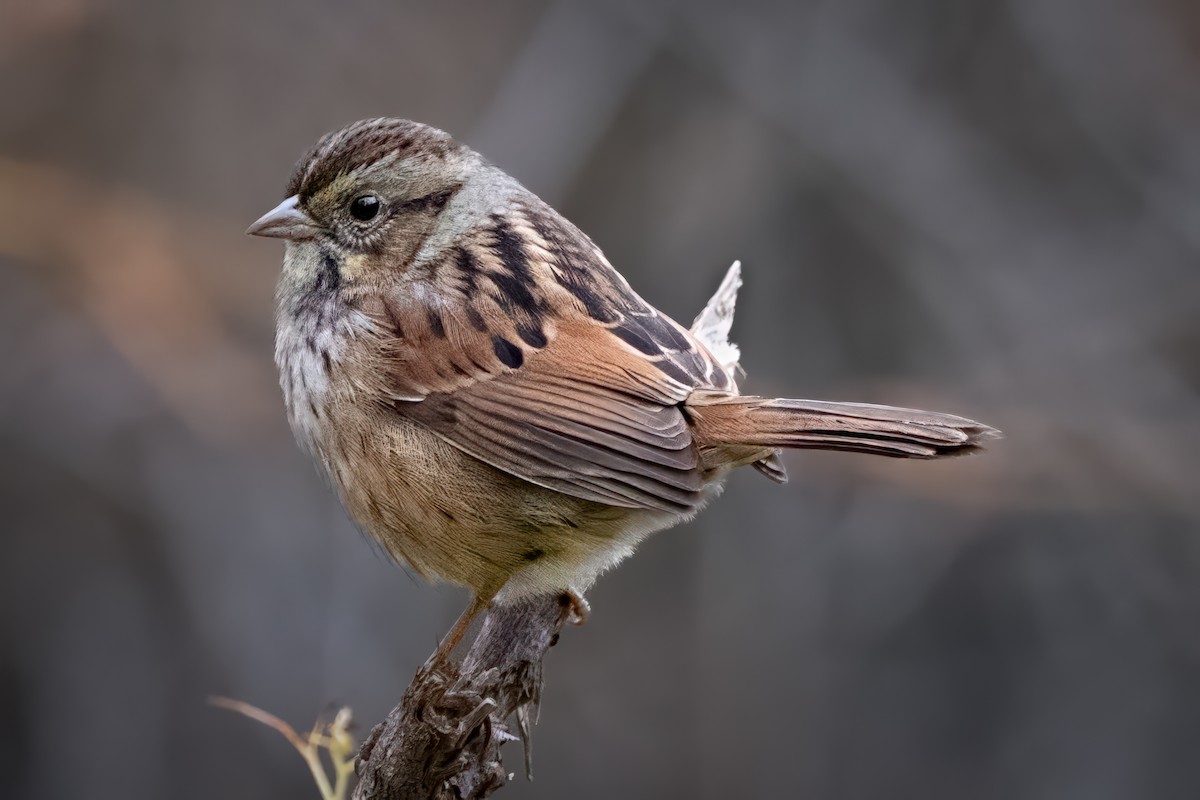 Swamp Sparrow - ML609793334