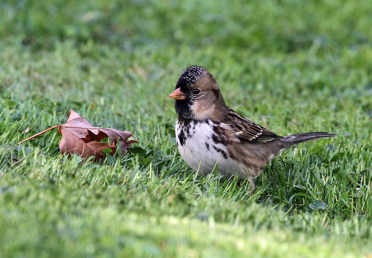 eBird Checklist - 7 Oct 2023 - Ranch - 16 species