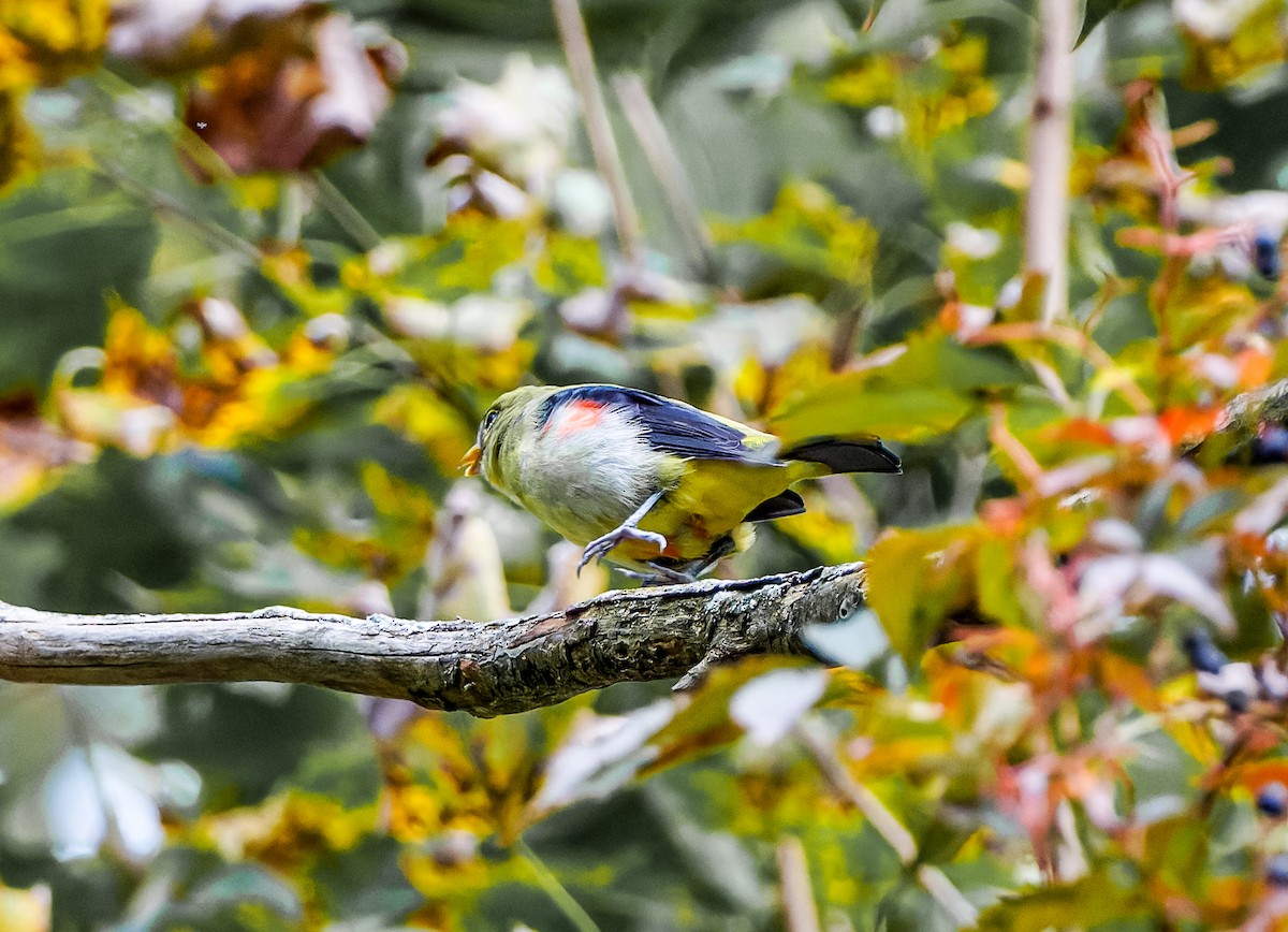 アカフウキンチョウ - ML609793416