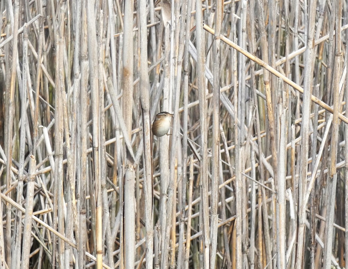 Marsh Wren - ML609793458