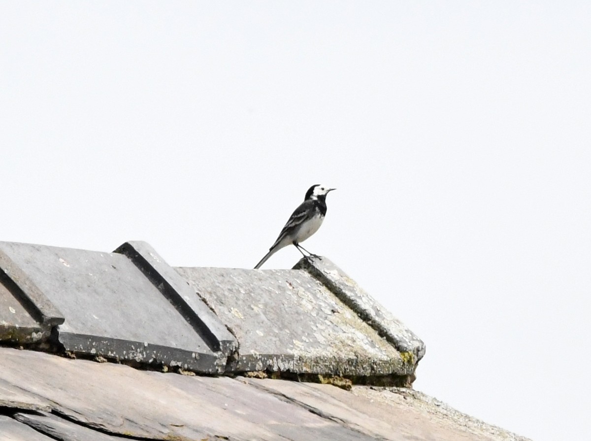 White Wagtail (British) - A Emmerson