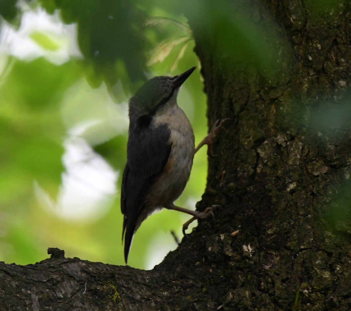 Eurasian Nuthatch (Western) - ML609793515