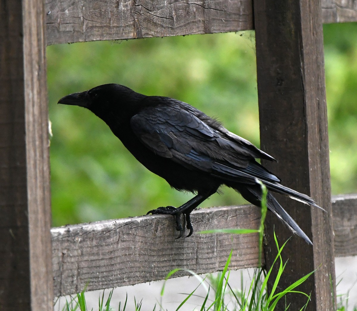 Carrion Crow - ML609793521