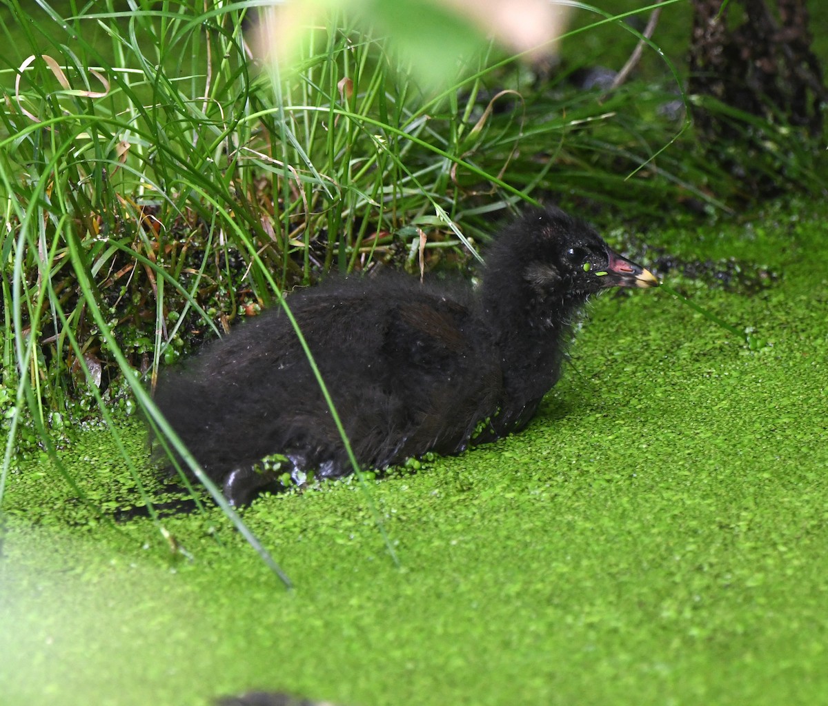 Eurasian Moorhen - ML609793529