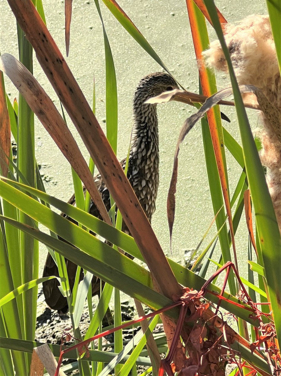 Limpkin - Mark Gonzalez