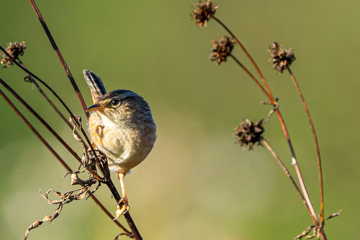Sedge Wren - ML609793787