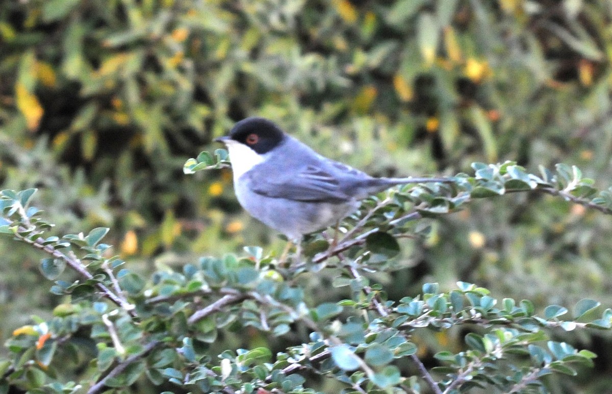 Sardinian Warbler - ML609793798