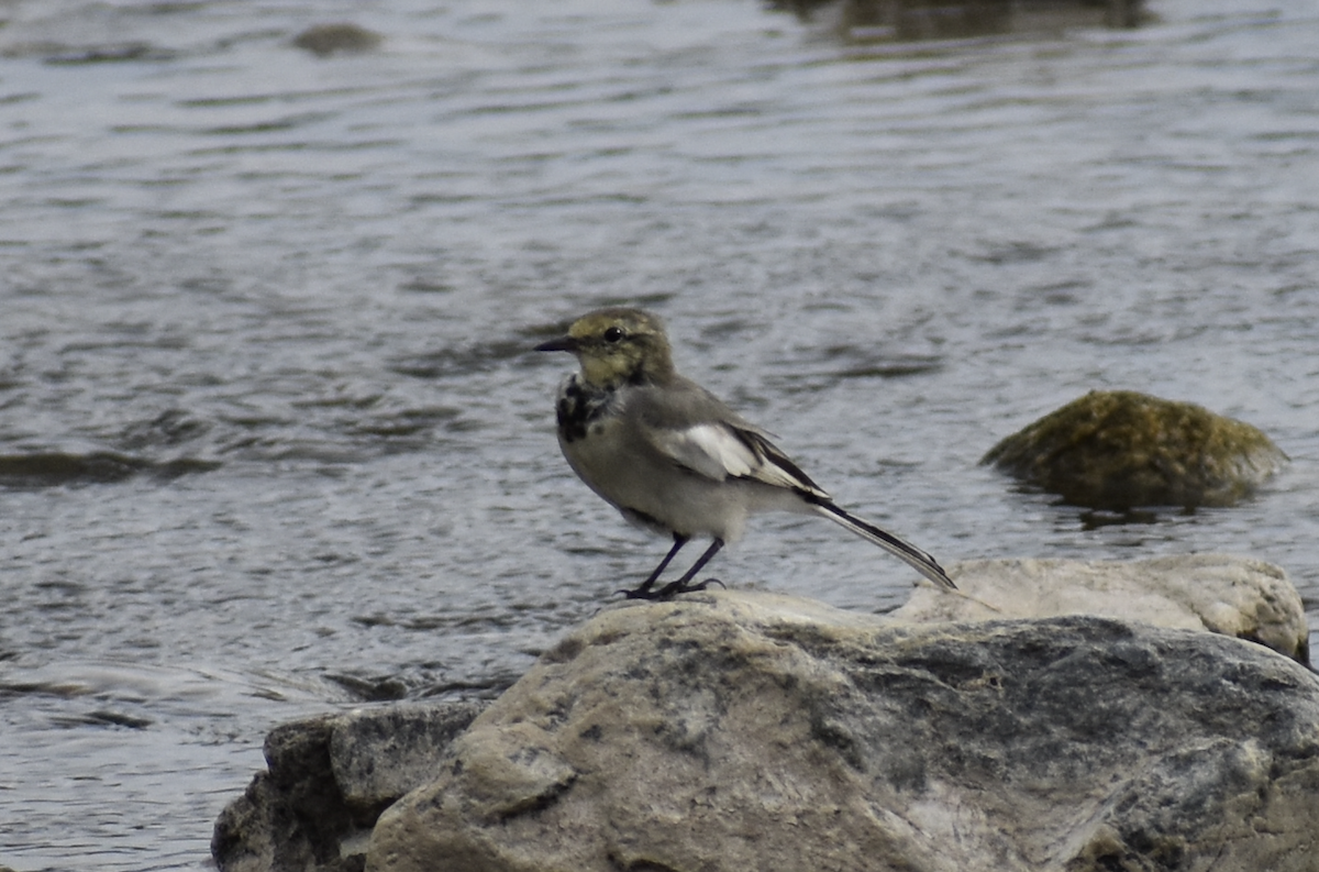 Japanese Wagtail - Nick Elstrott