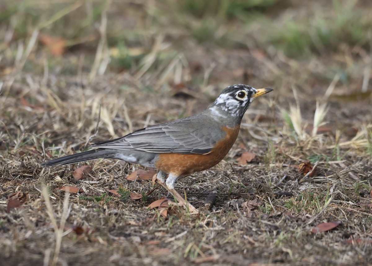 American Robin - ML609793896